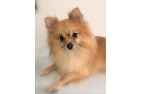 販売中のポメラニアンの親犬